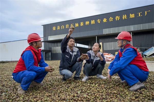 國網(wǎng)榮州供電公司：油茶花開榨油香 電力護(hù)航動力足